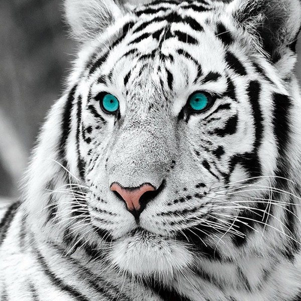 White Tiger - Best Diamond Painting Kit