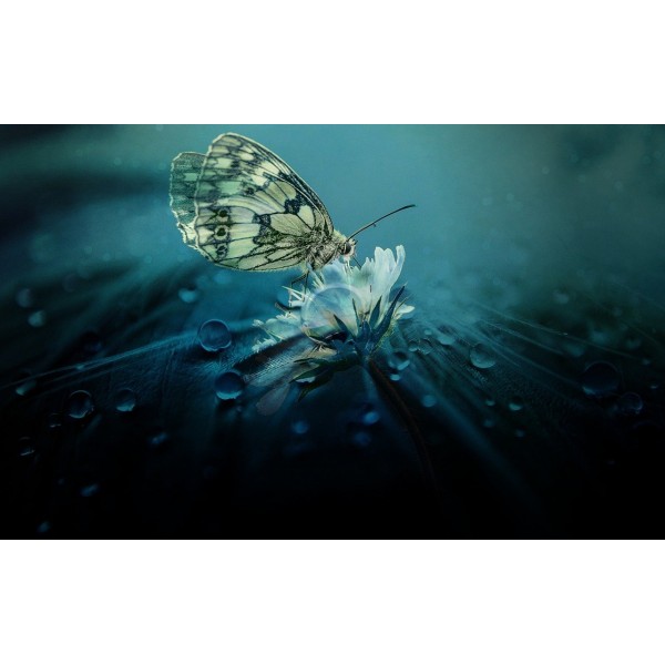 Lovely Butterfly Diamond Art Painting Kit