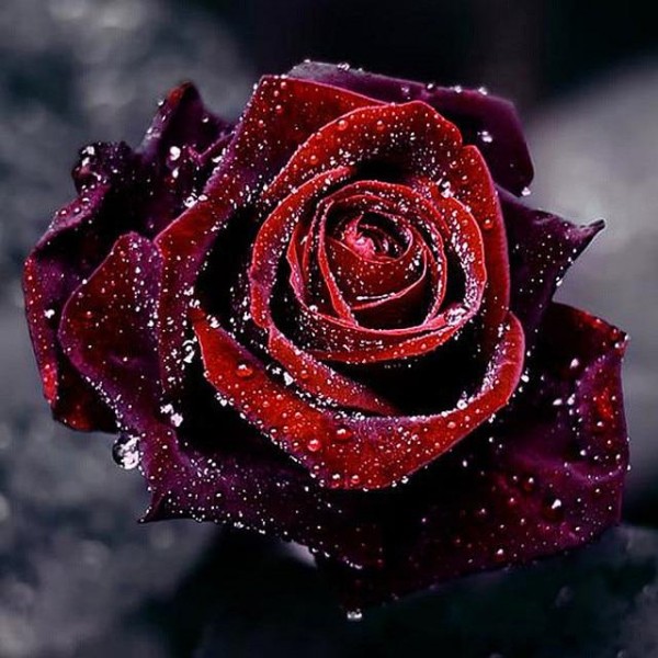 Amazing Red Rose - 5D Diamond Art