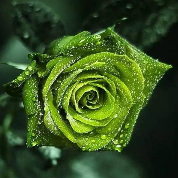 Beautiful Green Rose - 5D Diamond Art