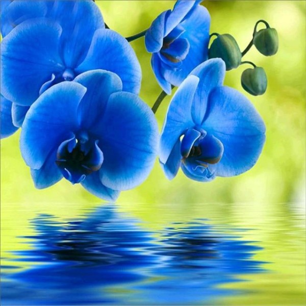 Blue Flowers - Best Diamond Art