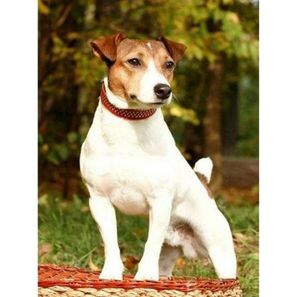 Jack Russell Terrier - Painting Kit