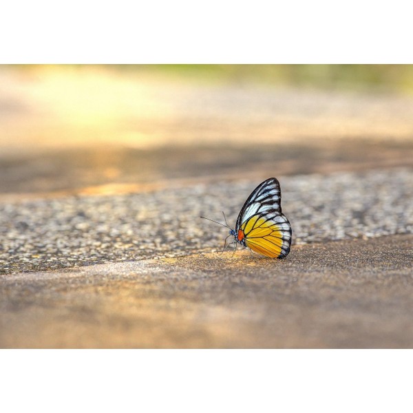 Adorable Yellow& Black Butterfly Diamond Painting