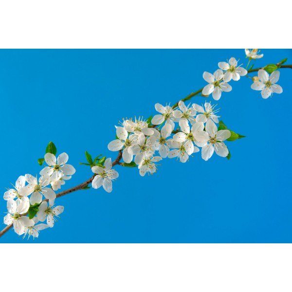 White Flowers Branch - Diamond Art
