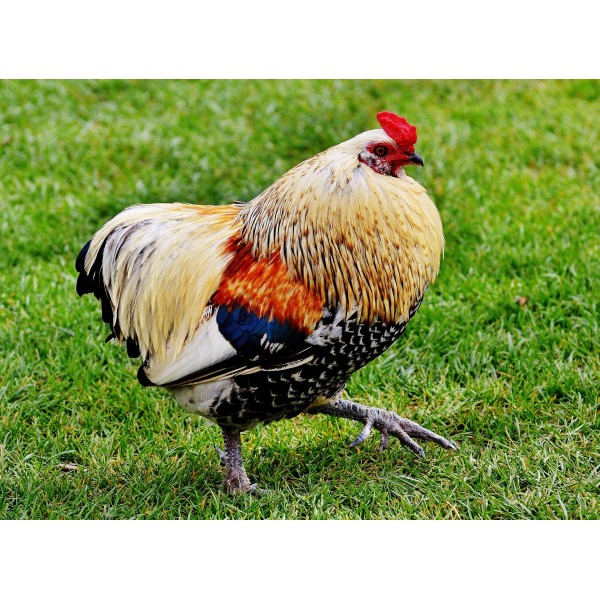 Beautiful Multicolor Chicken - Paint By Diamonds