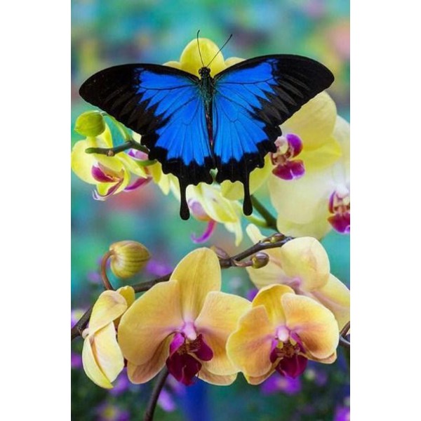 Blue Mountain Swallowtail Butterfly