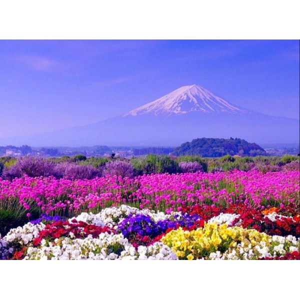 White Mountain & Colorful Flowers