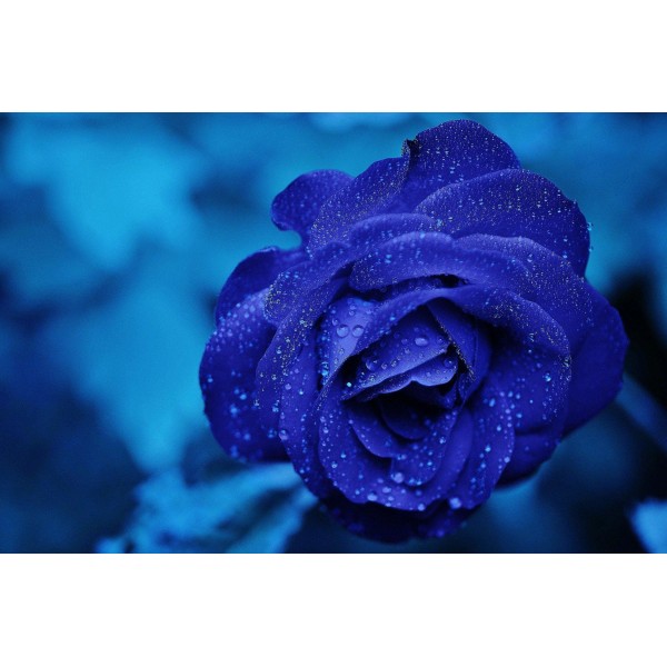 Adorable Blue Rose Diamond Art Set