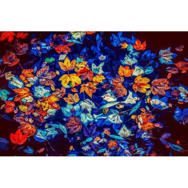 Colorful Leaves- 5D Paint With Diamonds