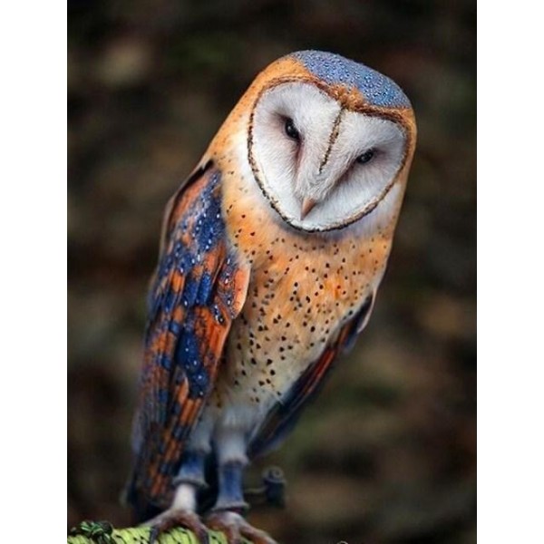 Barn Owl - Paint with Diamonds